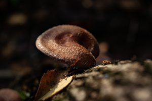 Mushroom, food, wild — SMAS Facelift Before and After: Transformational Results