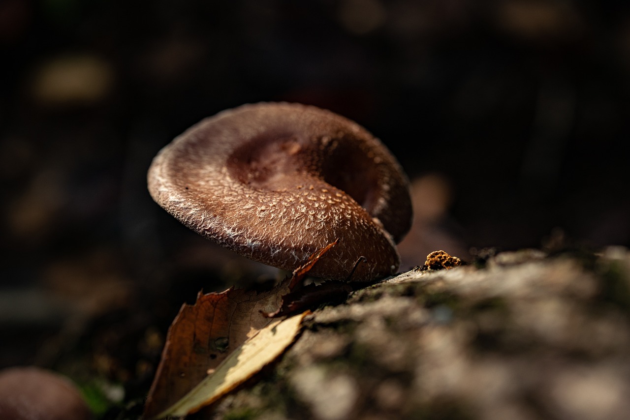 Mushroom, food, wild — SMAS Facelift Before and After: Transformational Results