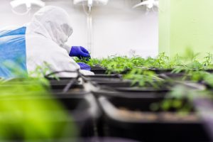 Cbd, flower background, hemp — What Are the Top Trends Shaping Local Cannabis Demand?